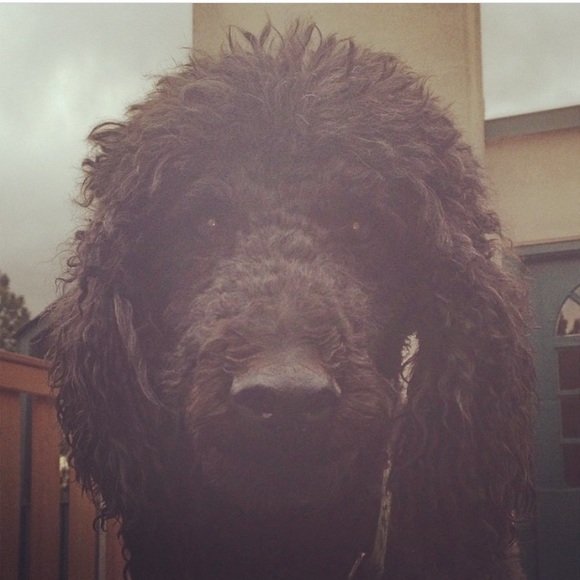 Meet Poshers, Kate & Damian Kitty 💕✨🐱🐾 - Picture 3 of 16